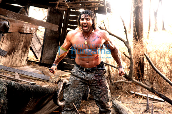 roar tigers of sunderbans 11