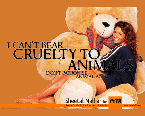 the bear necessities the bear necessities