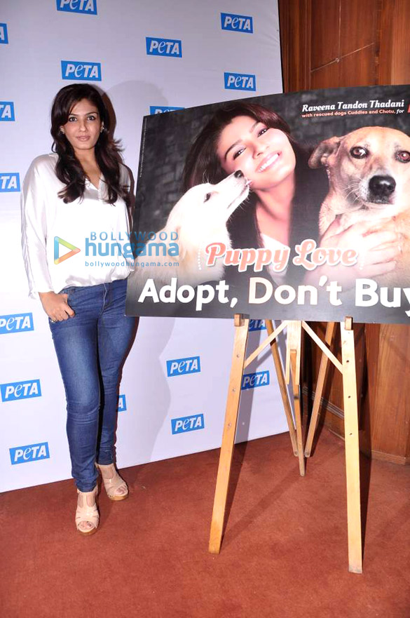 raveena launches new peta campaign puppy love adopt dont buy 3