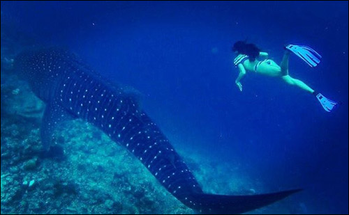 check out jacqueline fernandez swims with whaleshark 2