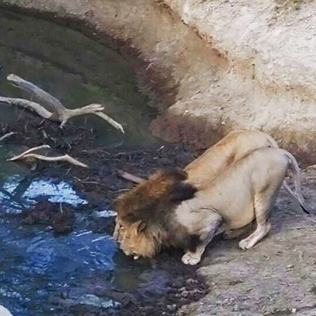 sanjay dutt 4 3 sanjay dutt 4 3