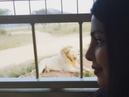 OMG! Priyanka Chopra comes face to face with a lion!
