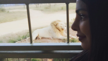 OMG! Priyanka Chopra comes face to face with a lion!