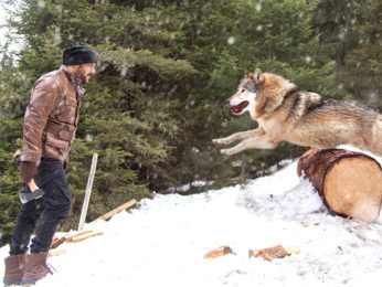 Box Office: Tiger Zinda Hai Day 33 in overseas Box Office: Tiger Zinda Hai Day 33 in overseas