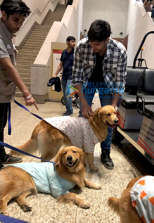 sidharth malhotra snapped with therapy dogs at the airport 3