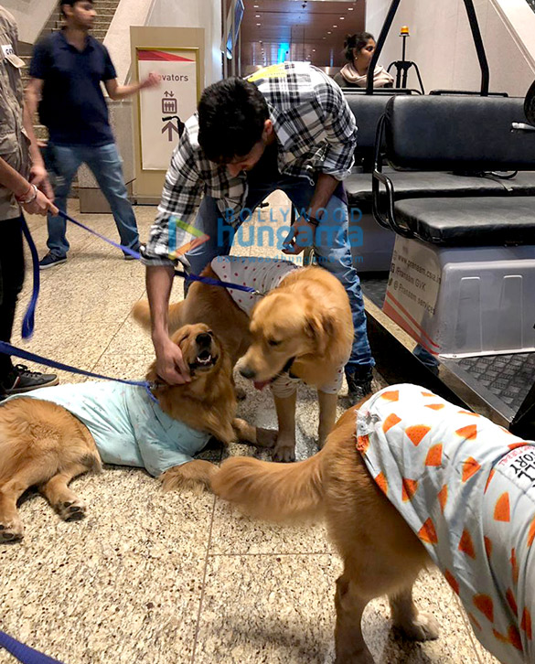 sidharth malhotra snapped with therapy dogs at the airport 4