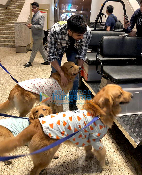 sidharth malhotra snapped with therapy dogs at the airport 5