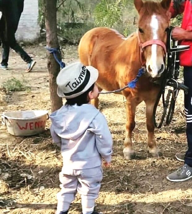 Little Prince Of Pataudi Taimur Ali Khan chills a pony, befitting his royal lineage (see pic)