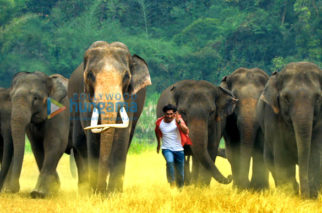 Movie Stills Of The Movie Junglee