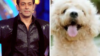 Bigg Boss 13: Contestants in Salman Khan’s show to get a furry friend?