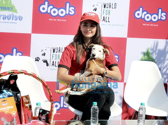 photos pooja hegde attends the drools donate food for animals event 2