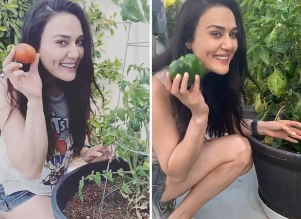 Preity Zinta shares glimpses of the produce from her kitchen garden; watch