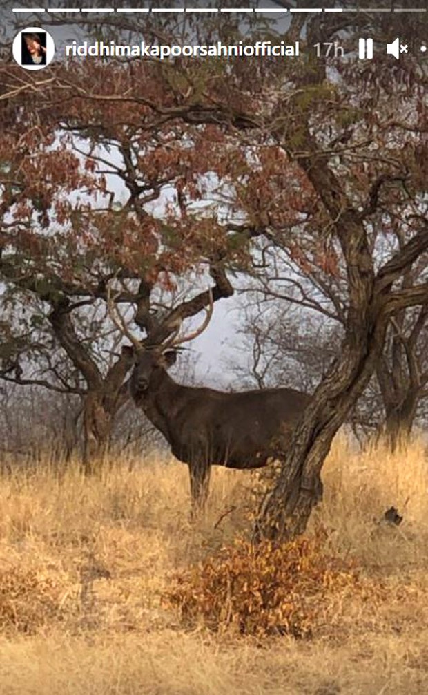 Ranbir Kapoor and Alia Bhatt explore the Ranthambore forest on New Year’s Day; see pic