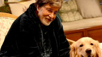 Amitabh Bachchan praises the initiative of ‘I Luv Mumbai Foundation’ in feeding stray animals, sends a personal video for the welfare of four-legged buddies