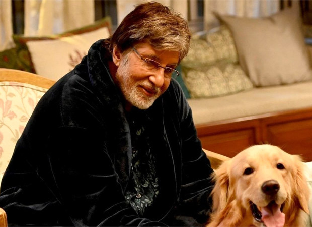 Amitabh Bachchan praises the initiative of 'I Luv Mumbai Foundation' in feeding stray animals, sends a personal video for the welfare of four-legged buddies Amitabh Bachchan praises the initiative of 'I Luv Mumbai Foundation' in feeding stray animals, sends a personal video for the welfare of four-legged buddies