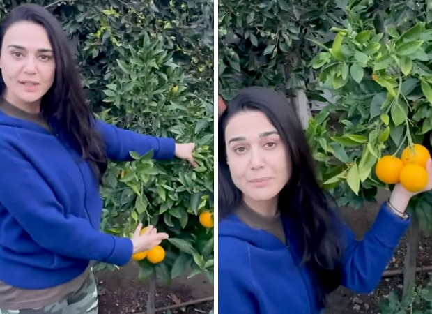 Preity Zinta shows off her orange harvest in latest video; says, “After oranges from Nagpur these oranges are my favourite”