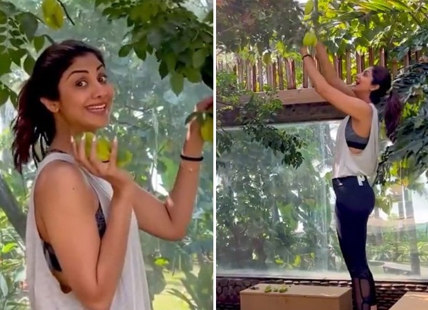 Shilpa Shetty gets hit by star fruits as she goes fruit plucking in her backyard