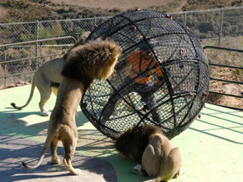 Khatron Ke Khiladi 12: Mohit Malik fights with South African Lions; says “It was a Man Vs Wild Experience.”