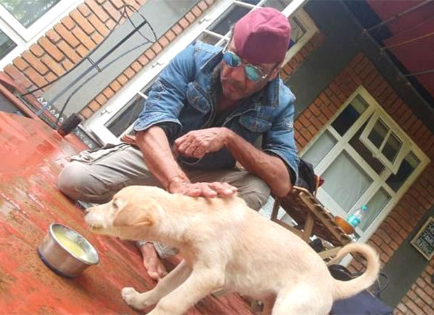 International Dog Day: Jackie Shroff shares a heartfelt video urging to adopt and rescue dogs, watch