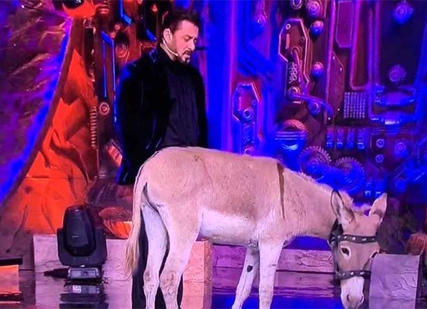 Bigg Boss 18: PETA solicita la intervención de Salman Khan por el burro en la controvertida casa: Bollywood News