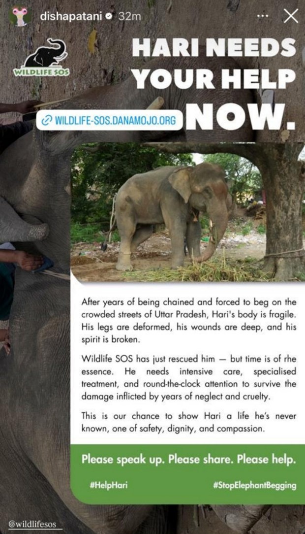 Disha Patani speaks up for rescued elephant Hari, urges fans to show love and compassion towards animals