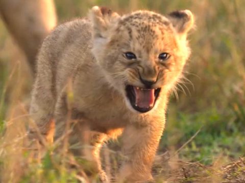 Jon Favreau-backed LION to premiere in India on August 27, follows lion cub Kio’s journey